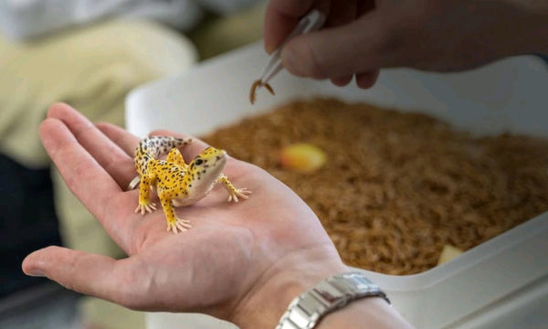 Sustainable Mealworm Growing Pod Kits Launched by Mustafa Farming