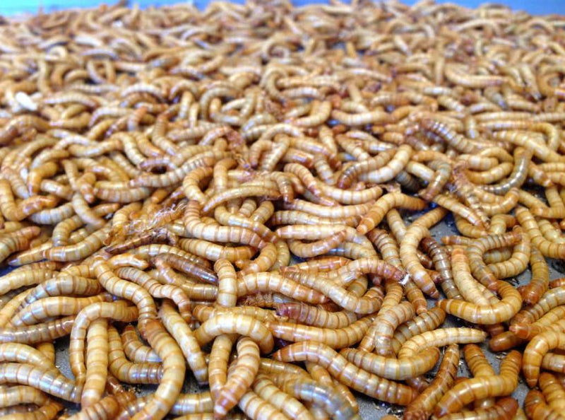 Live Mealworms – 1000 Pieces (Approx. 130g) | Fresh & Nutritious Feeder Insects