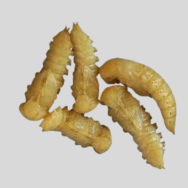 Live Pupae (Mealworms) – High Protein Feeder Insects for Sale
