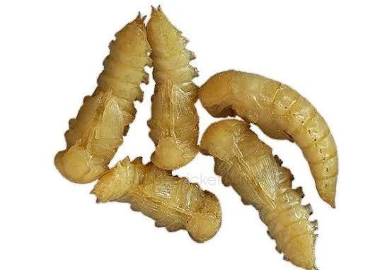 Live Pupae (Mealworms) – High Protein Feeder Insects for Sale